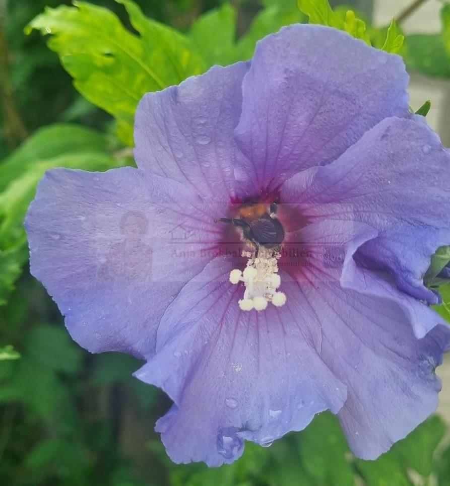 :-) Zweifamilienhaus G�tersloh