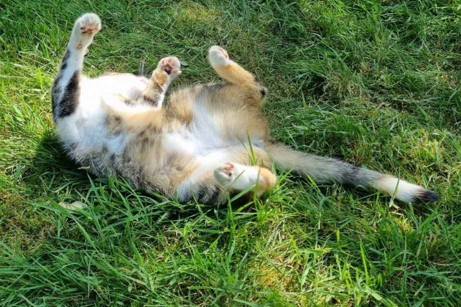 Grundriss folgt Wohnung G�tersloh