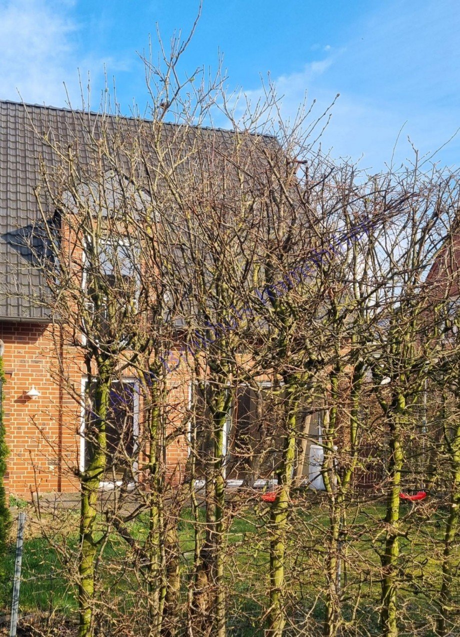 Jung und verklinkert Doppelhaush�lfte G�tersloh